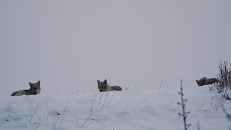 telephoto view of three coyotes napping in snowy landscape, alberta, canada