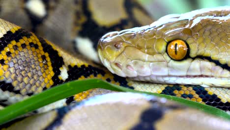 python (morelia viridis). closeup of the eye