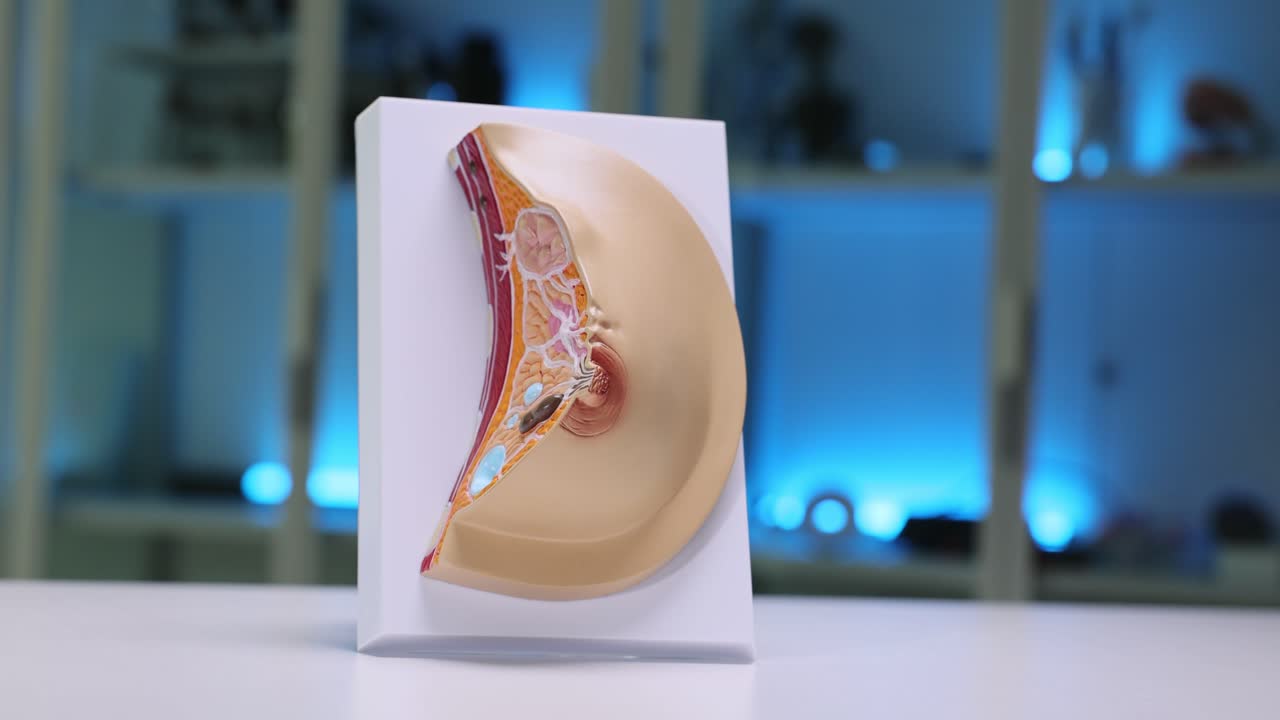 Breast anatomy model shows cross section for medical training