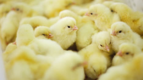 bunch of adorable yellow chicks moving chaotically. beautiful little domestic birds in the box. close up.