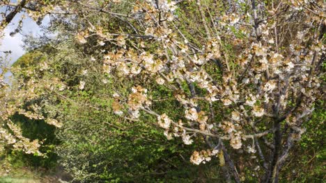 moving around a cherry tree at the end of its flowering