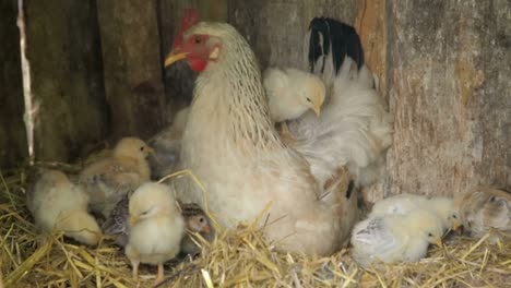 chickens baby mother chicken little chickens near the chicken chickens baby mother chicken little chickens near the chicken chicken on a poultry farm