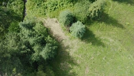 lush trees and meadows during summer in the countryside