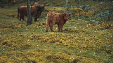 A-tiny-cute-Highlander-calf-grazing-on-a-rocky-field,-looking-around-with-curiosity