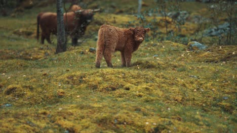un pequeño y lindo ternero montañés pastando en un campo rocoso, mirando a su alrededor con curiosidad