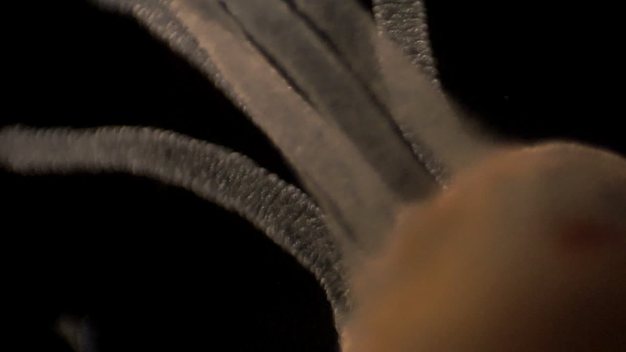 imágenes microscópicas de hidra