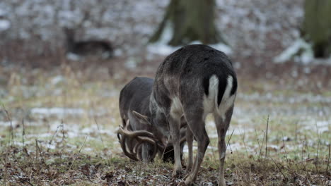 Male-roe-deer-playfully-cuckolding-with-horns-in-snowy-Czechia-Forest