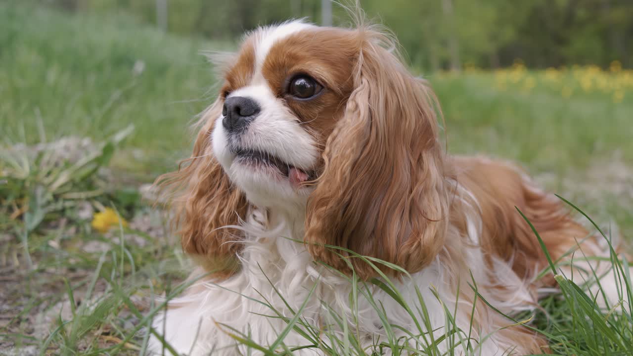 Cavalier King Charles Spaniel. Shot on super slow motion camera 1000 fps