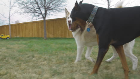 short-haired husky and doberman pinscher play together in suburban backyard