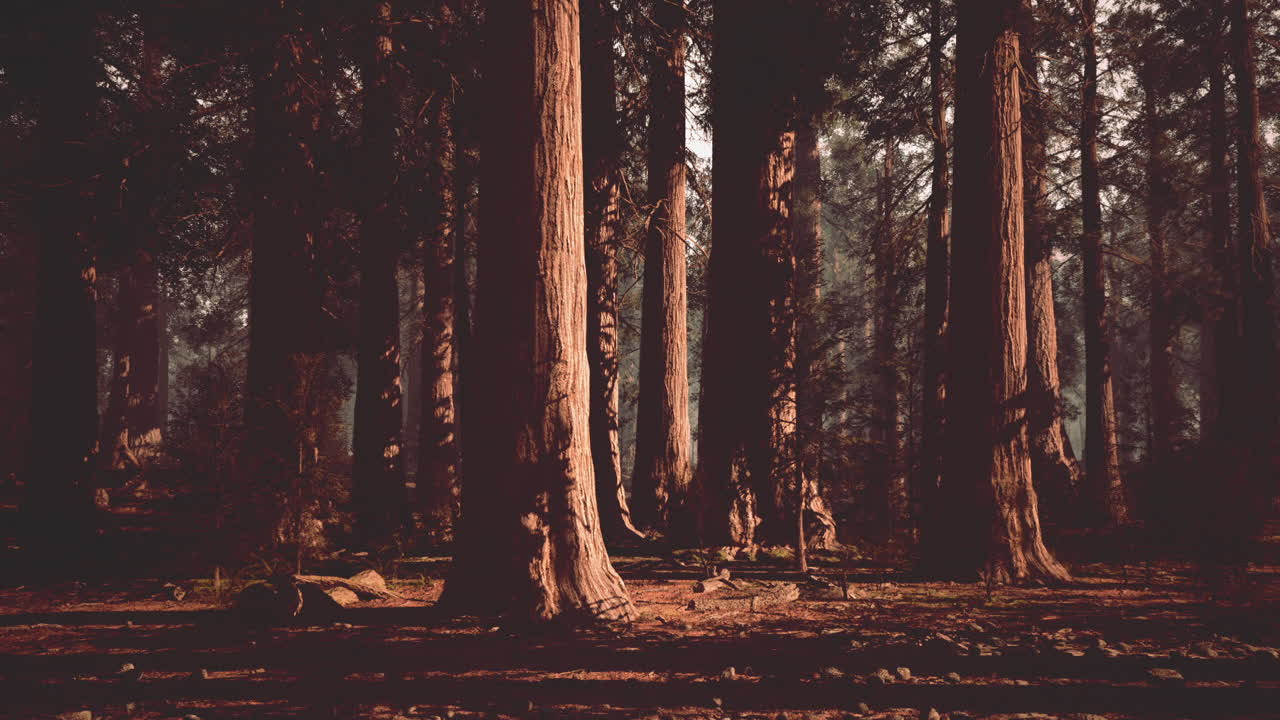 Raggi di sole filtrano attraverso una fitta foresta di sequoie.