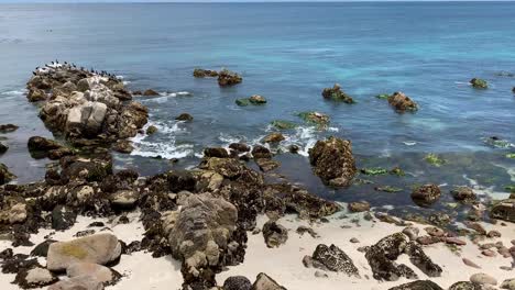 Cute-harbor-seals-perched-on-top-of-a-rock-in-Monterey-Bay,-California