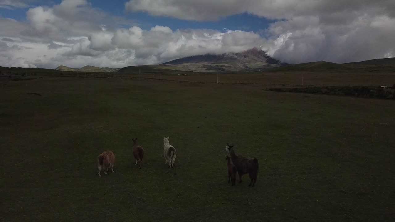 manada de llamas pastando en las tierras altas cerca del volcán cotopaxi en ecuador