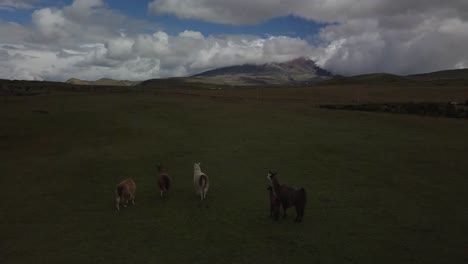 Manada-De-Llamas-Pastando-En-Las-Tierras-Altas-Cerca-Del-Volcán-Cotopaxi-En-Ecuador