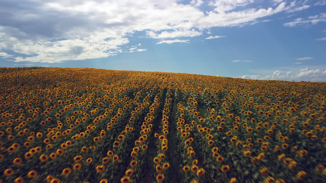 imágenes de drones de un campo de girasoles con hileras de flores altas y amarillas meciéndose en la brisa