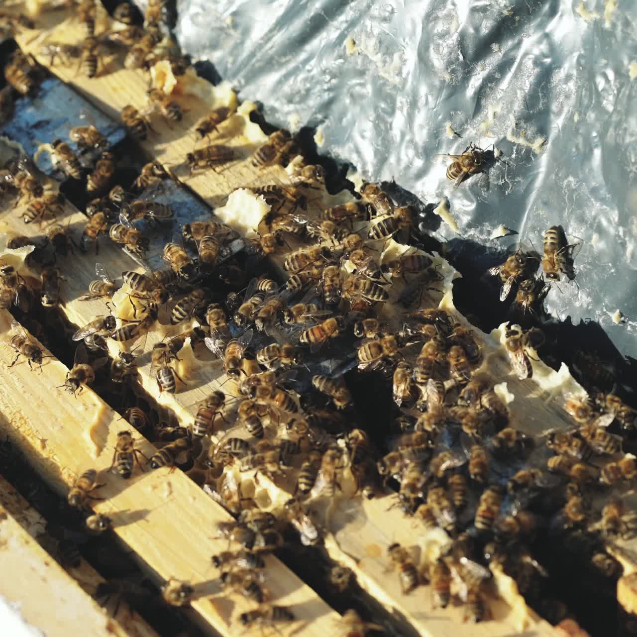 Close up view of the working bees on honey cells. Working bees on honeycomb.