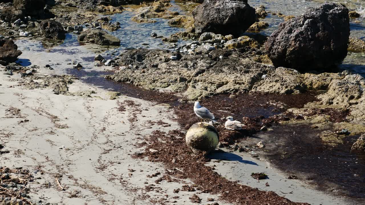 Gabbiano appollaiato su una boa abbandonata sulla spiaggia. Slow motion x0,5. Isola di Tabarca, Spagna.