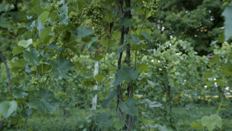 vineyard grape clusters in the evening