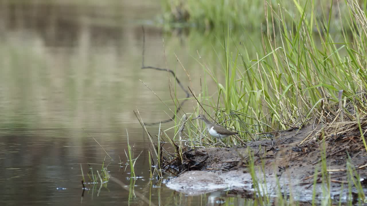 Almindelig mudderklire leder efter føde i mudderet ved flodbredden om foråret