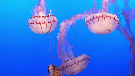 purple striped jellies floating at monterey bay aquarium