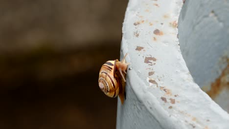 Schnecke-Auf-Stillgelegten-Militärischen-Seeverteidigungsanlagen-Bei-Pendennis-Head