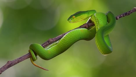 The White-lipped Pit Viper is a venomous pit viper endemic to Southeast Asia and is often found during the night waiting on a branch or limb of a tree near a body of water with plenty of food items