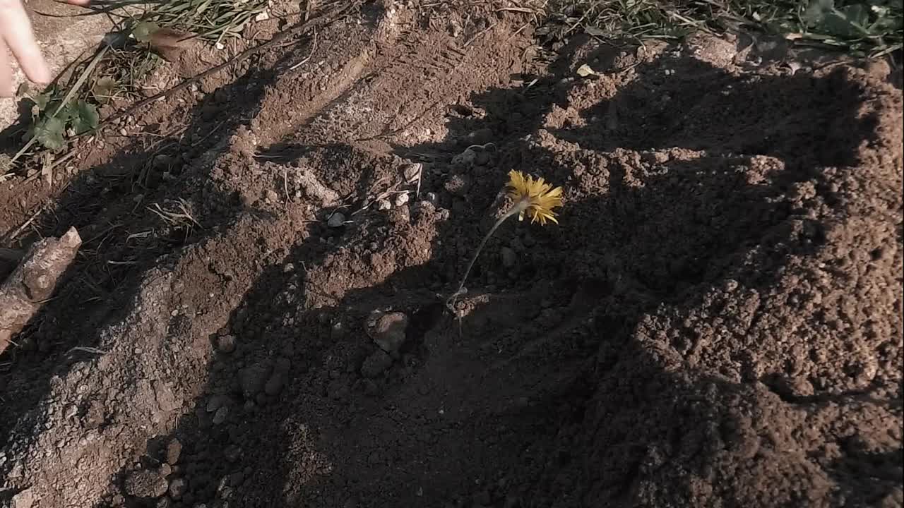 노란 꽃을 심는 여자