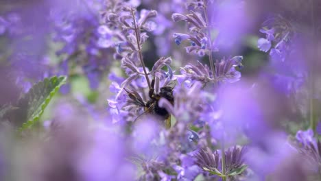 Beautiful-Bee-sucking-Nectar-from-bright-purple-Flowers-on-a-warm-sunny-day,-closeup-drifting-handheld-shot