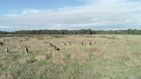 smooth aerial reveal of kangaroo mob beginning to relocate to a new area