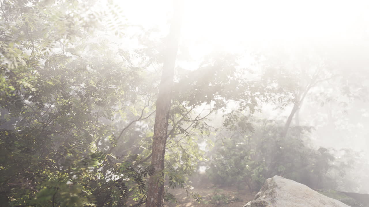 туманный лесный восход солнца