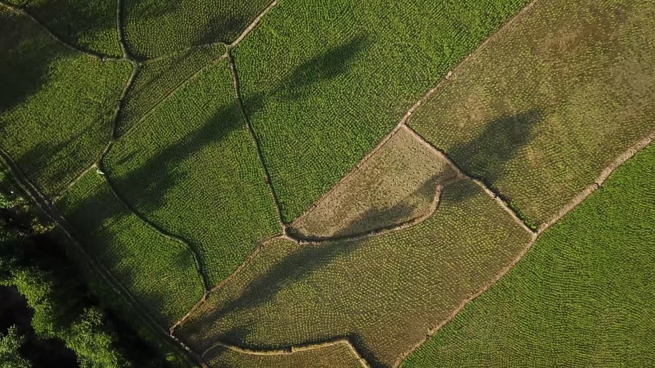 aterrizaje de drones en la naturaleza hora de la puesta de sol en el bosque paisaje maravilloso asombroso impresionante sombra disparado arroz arroz campo de cultivo en la temporada de cosecha cultivo agrícola tradicional en el campo rural de irán