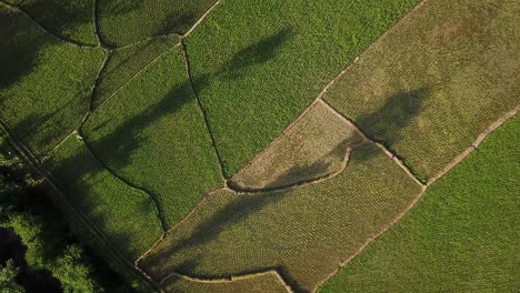 Aterrizaje-De-Drones-En-La-Naturaleza-Hora-De-Puesta-De-Sol-En-El-Bosque-Escénico-Maravilloso-Asombroso-Impresionante-Tiro-De-Sombra-Campo-De-Arroz-Con-Cáscara-En-La-Temporada-De-Cosecha-Cultivo-De-Agricultura-Tradicional-En-El-Campo-Rural-De-Irán