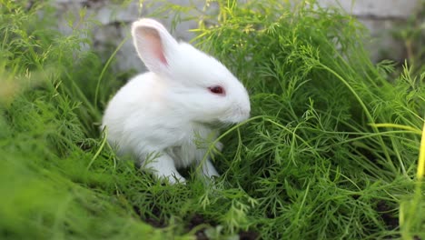 cute white rabbit sitting in green foliage
