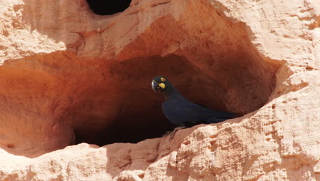 lear's macaw on nest entrance in sandstone cliff