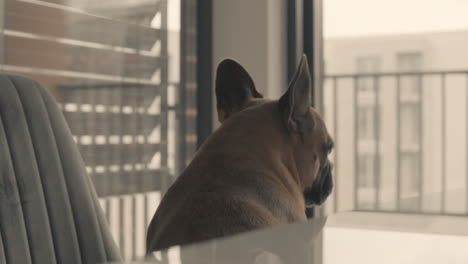 French-bulldog-indoors-sitting-on-a-chair