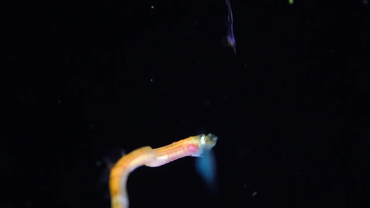 Uma tomada macro extrema de seguimento de um peixe-cachimbo-de-focinho-reto, Nerophis ophidion, detalhando suas delicadas barbatanas na parte central do corpo, antes de focar em sua cabeça e olhos no oceano escuro.