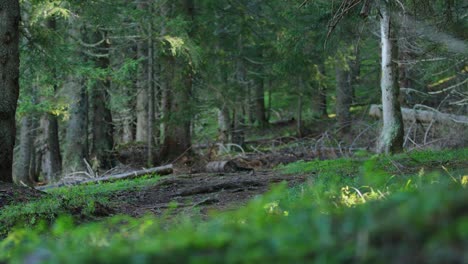 a mountain biker is speeding down a trail in a forest