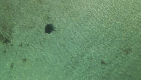 close up of a stingray swimming in the ocean