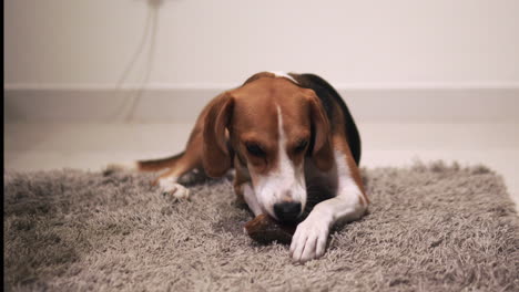 beagle nibbling on a bone filled with treats