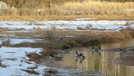 wild geese swim in a pond against a background of snow and dry grass