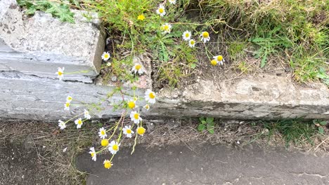 chamomile flowers along a stone path