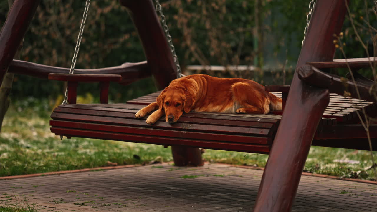 정원에서 나무 그네에 누워 외로운 골든 리트리버
