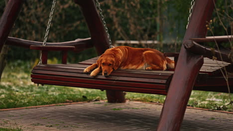 lonely golden retriever lying on wooden swing in the garden