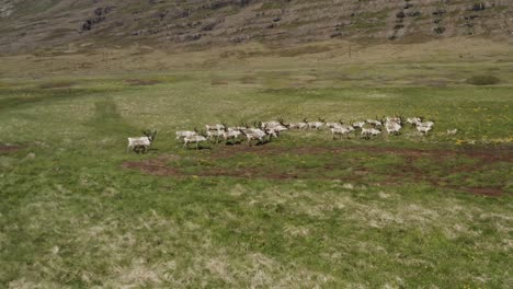 reindeer wandering in vast grassy landscape of iceland with mountain as backdrop