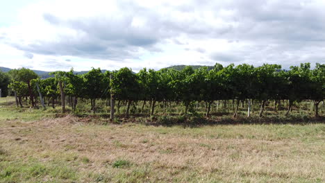 Entrando-En-Un-Viñedo-Verde-En-Un-Día-Nublado,-Toscana,-Campo-Italiano