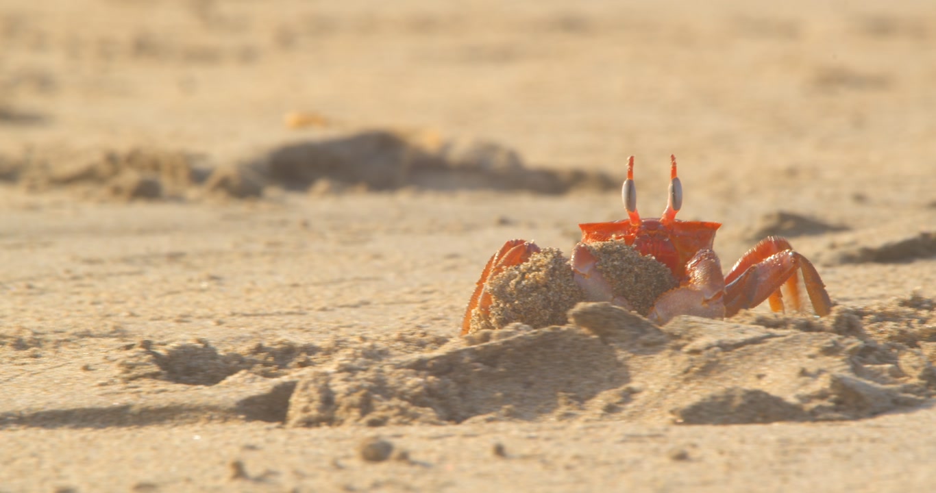 Crab removing large mound of sand from burrow then retreating Piura Peru