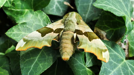 close up zoom in shot of lime hawk moth resting on green foliage