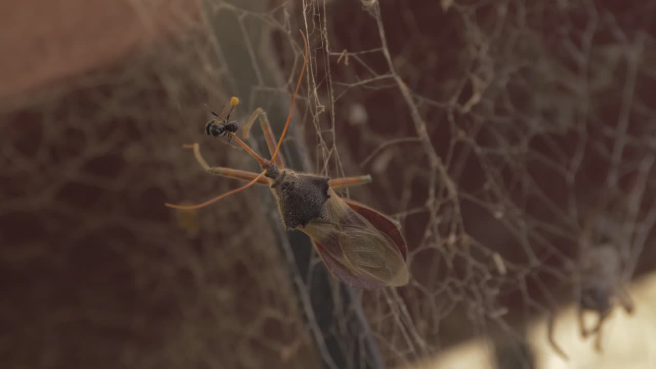 insecto asesino común comiendo abejas sin aguijón australianas nativas en una telaraña con araña - insecto australiano - pristhesancus plagipennis