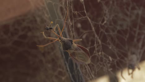 Insecto-Asesino-Común-Comiendo-Abejas-Sin-Aguijón-Australianas-Nativas-En-Una-Telaraña-Con-Araña---Insecto-Australiano---Pristhesancus-Plagipennis