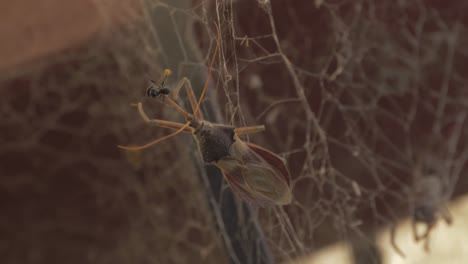 insecto asesino común comiendo abejas sin aguijón australianas nativas en una telaraña con araña - insecto australiano - pristhesancus plagipennis