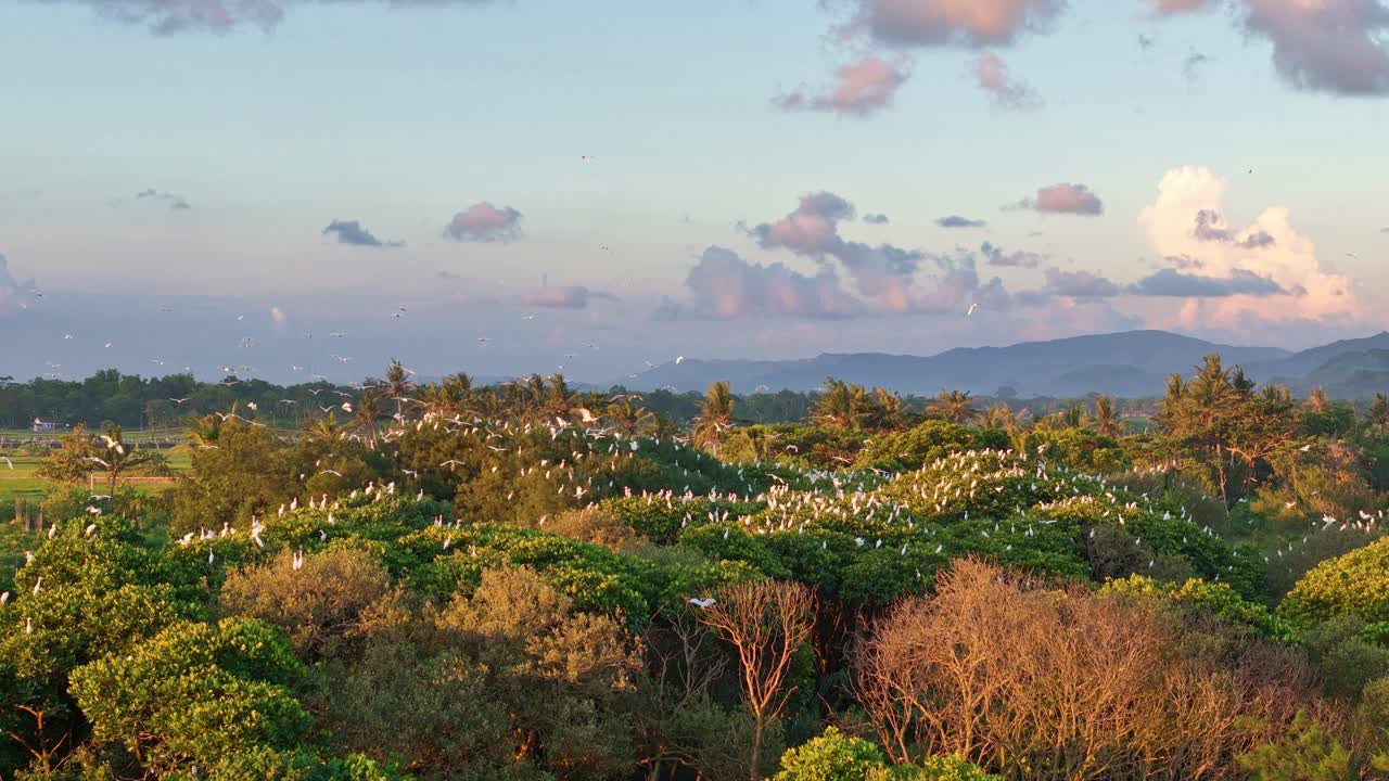 Massive flock of white colored birds in Indonesia, aerial view